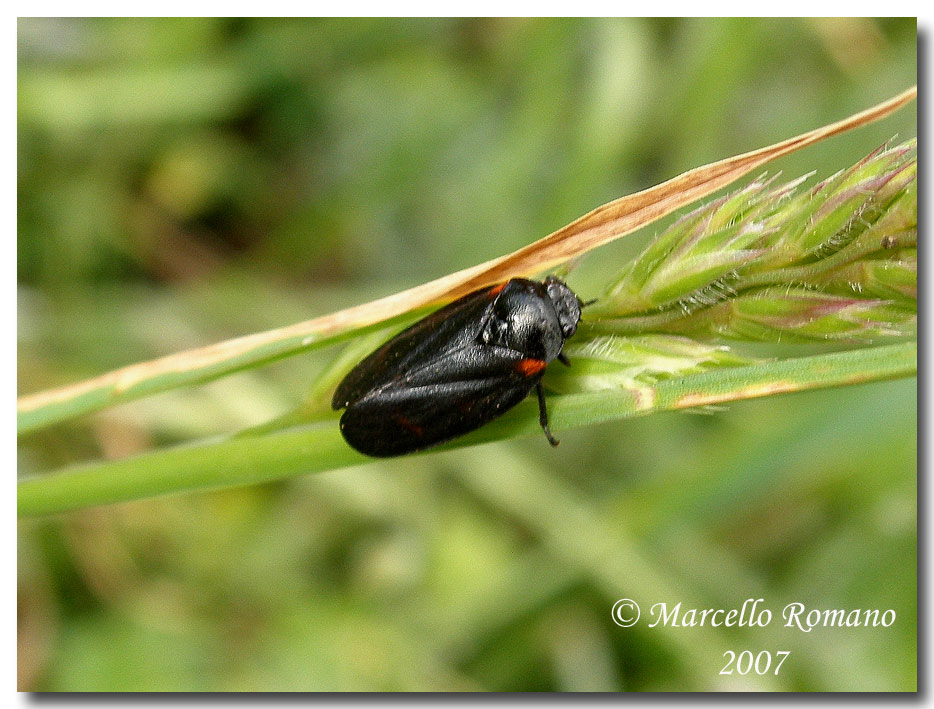 Cercopis sp., forma melanica?, sulle Madonie